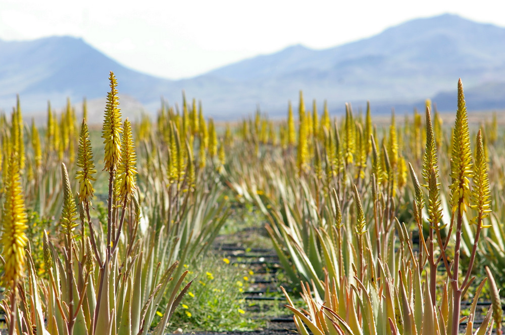 Aloe Vera