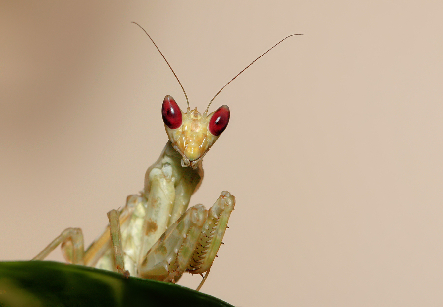 MODLISZKA OCZKOWA [Creobroter elongata]