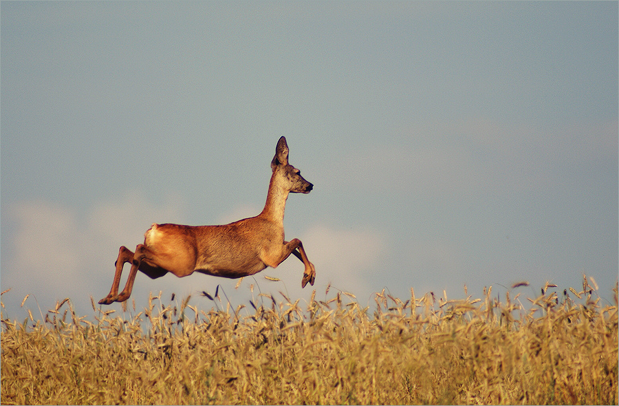 \"I believe I can fly...\" wersja 2