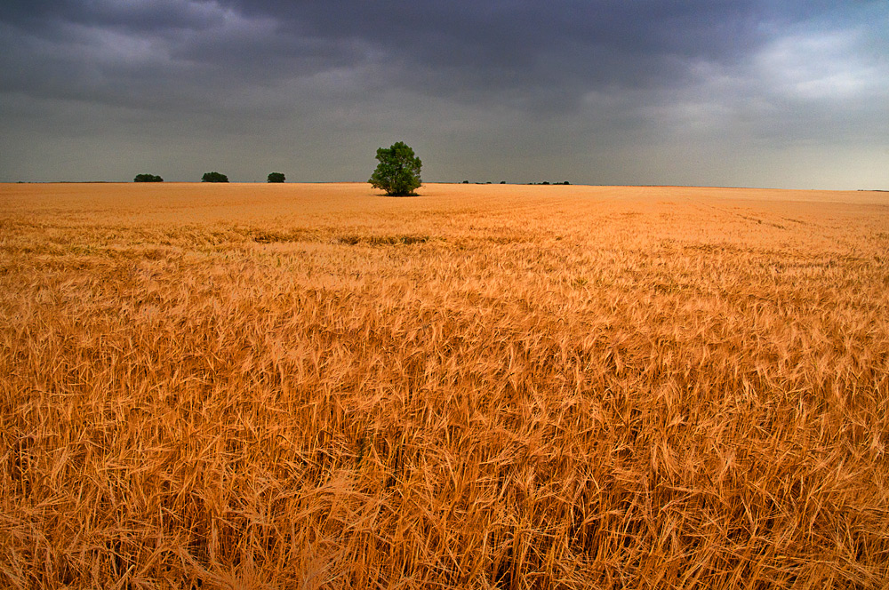 desert of the loneliness