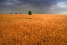 desert of the loneliness