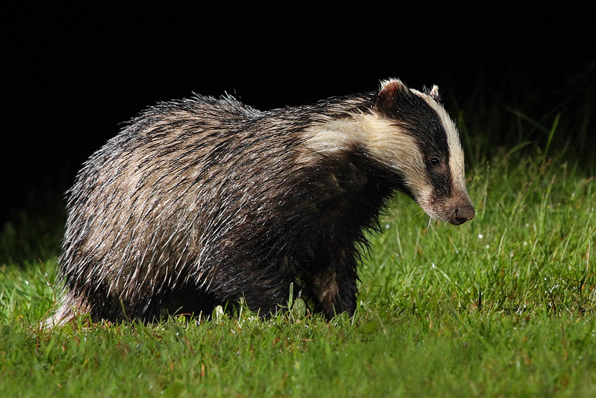 Borsuk, Jaźwiec, Badger ( Meles meles)