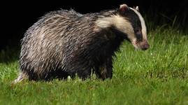 Borsuk, Jaźwiec, Badger ( Meles meles)