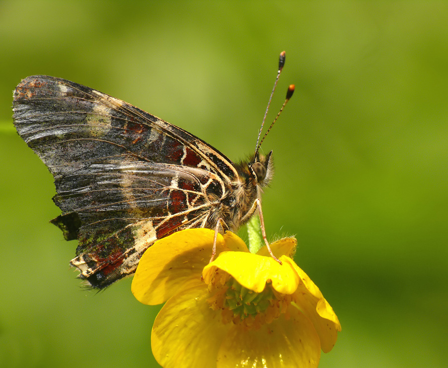 motyl