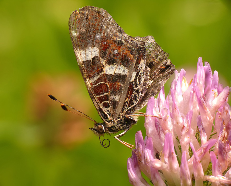 motyl