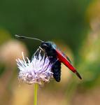 Zygaena filipendulae