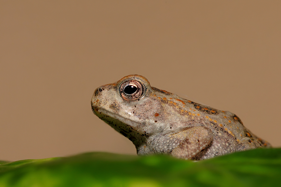 Rhinella marina Ropucha aga IV