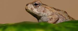 Rhinella marina Ropucha aga IV