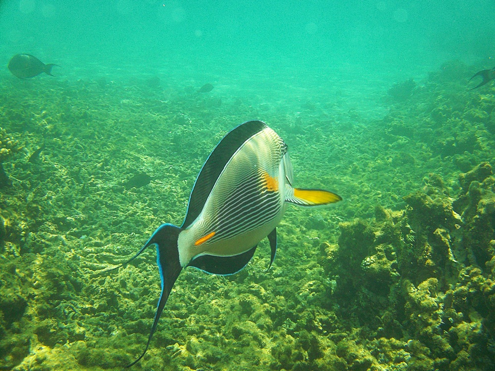 Sohal surgeonfish