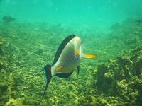 Sohal surgeonfish