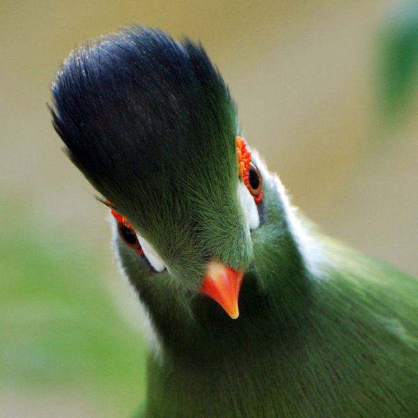 Ptaszek z łódzkiego zoo