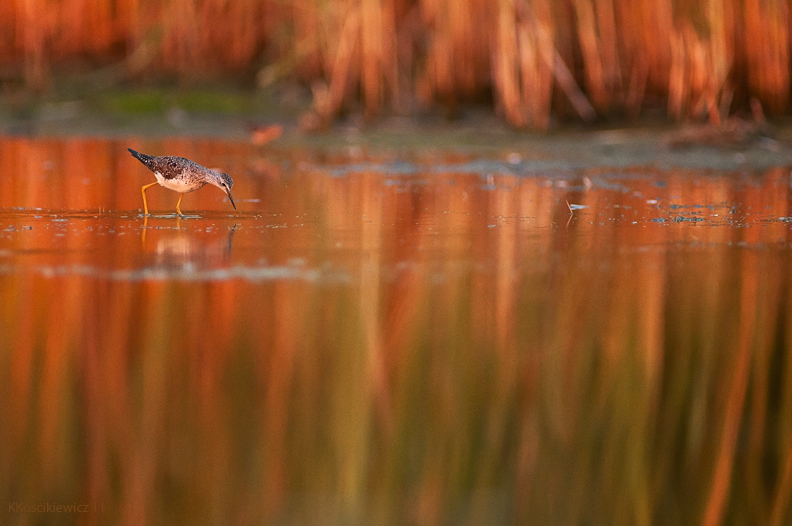 Yellowlegs