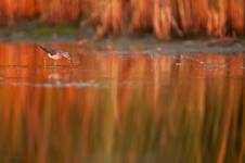 Yellowlegs