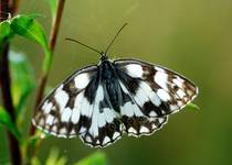 Polowiec szachownica Melanargia galathea  :.