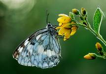 Polowiec szachownica Melanargia galathea L.