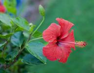 Hibiscus