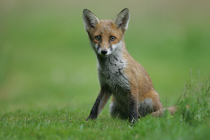 Lis, Red Fox (Vulpes vulpes)