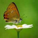 Czerwończyk dukacik Lycaena virgaureae L.