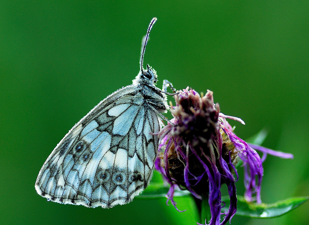 # # Polowiec szachownica Melanargia galathea L.