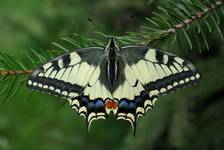 Paź królowej (Papilio machaon)