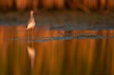 Yellowlegs