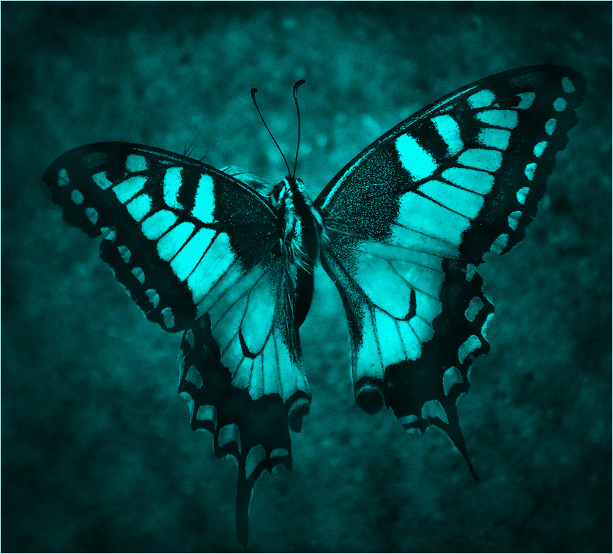 The Butterfly Effect