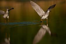 Yellowlegs