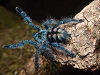 Avicularia versicolor