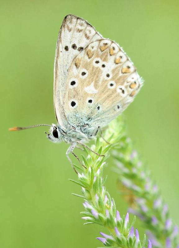 Polyommatus icarus