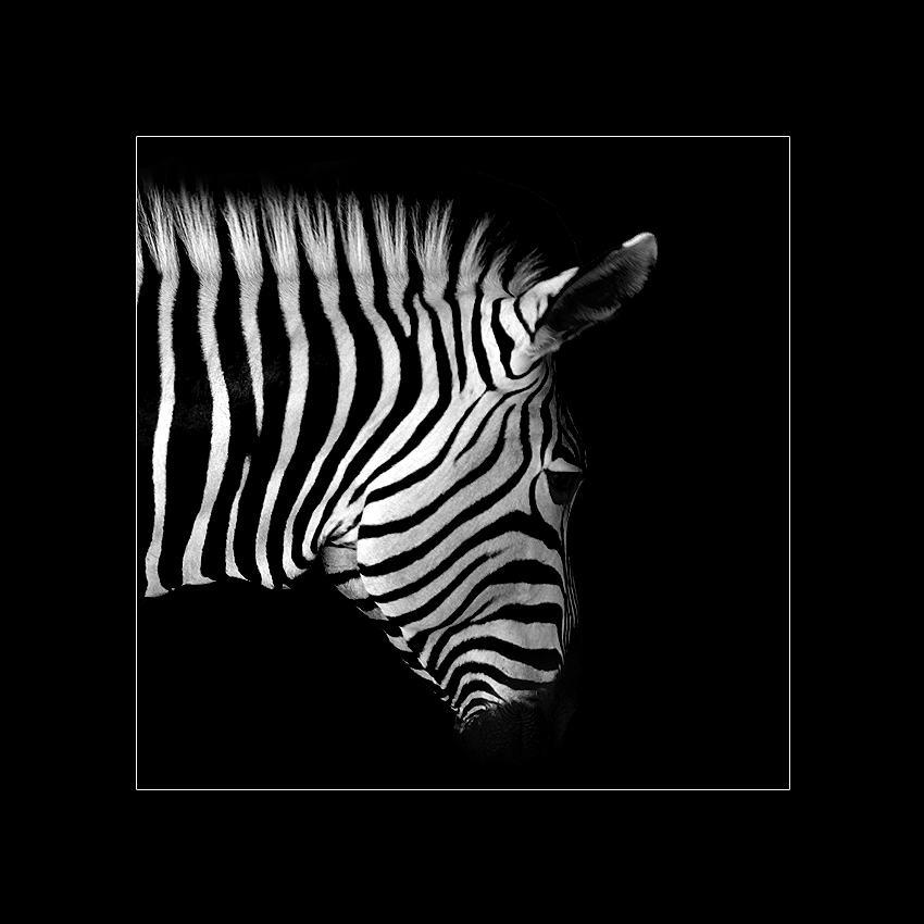 iroZEBRA