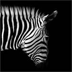 iroZEBRA