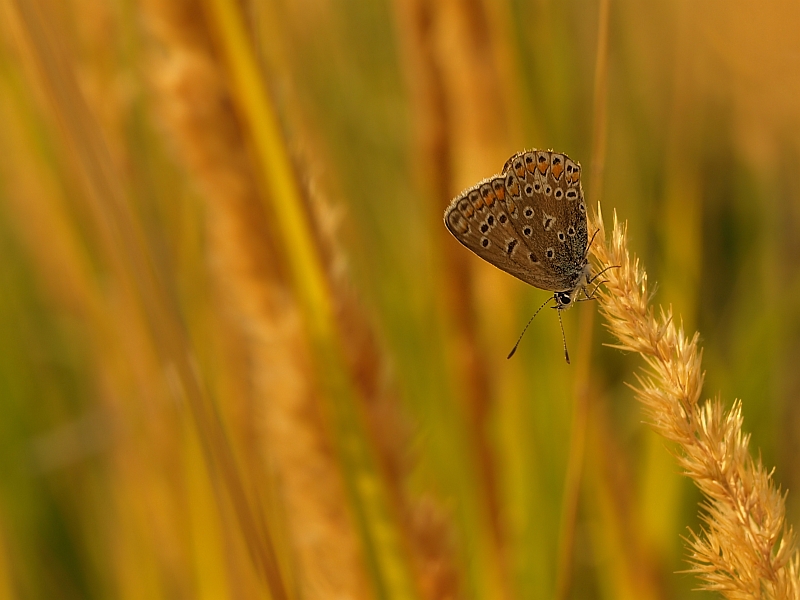 ano motyl :) Bartek chyba ?:)