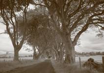 dark hedges