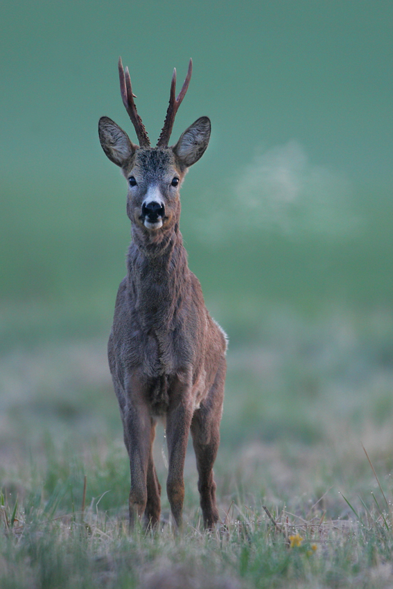 Sarna, Roe Deer (Capreolus capreolus)