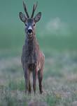 Sarna, Roe Deer (Capreolus capreolus)