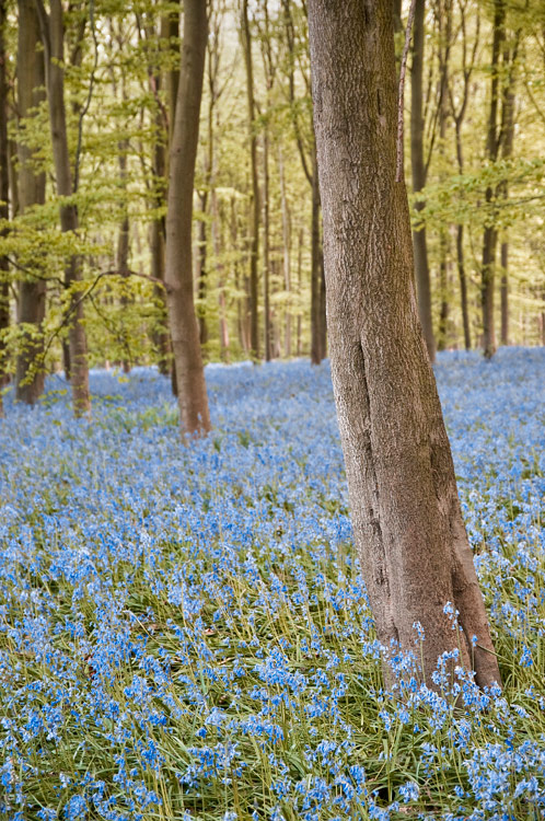 Bluebell wood, Sherwood Forest