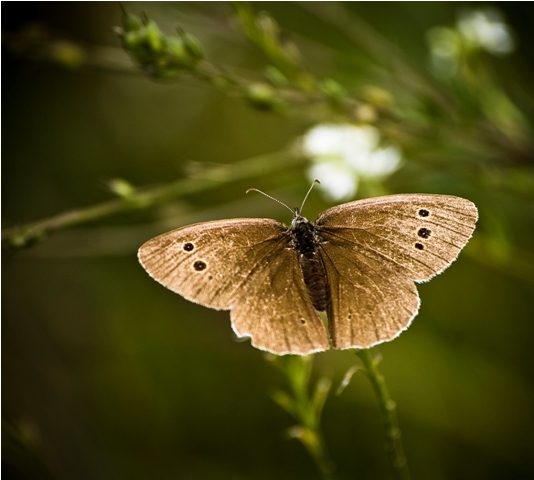 Motyl