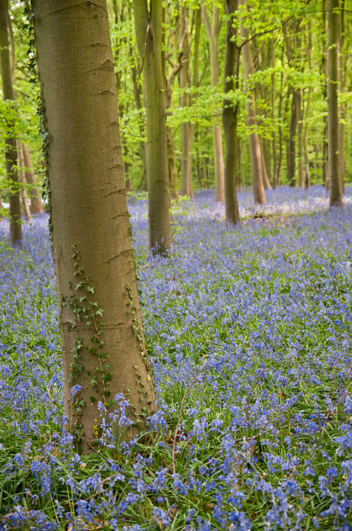 Bluebell wood