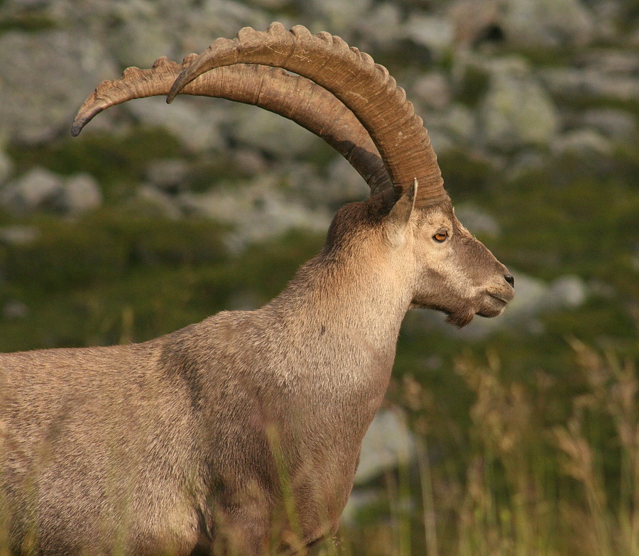 Kozica Alpejska