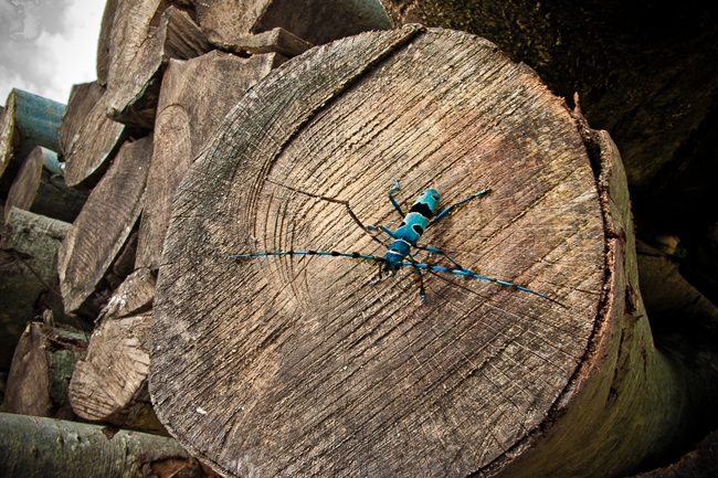 Rosalia alpina