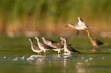 Yellowlegs