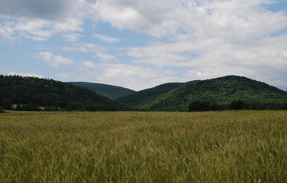 Brzezowa (Beskid Niski)