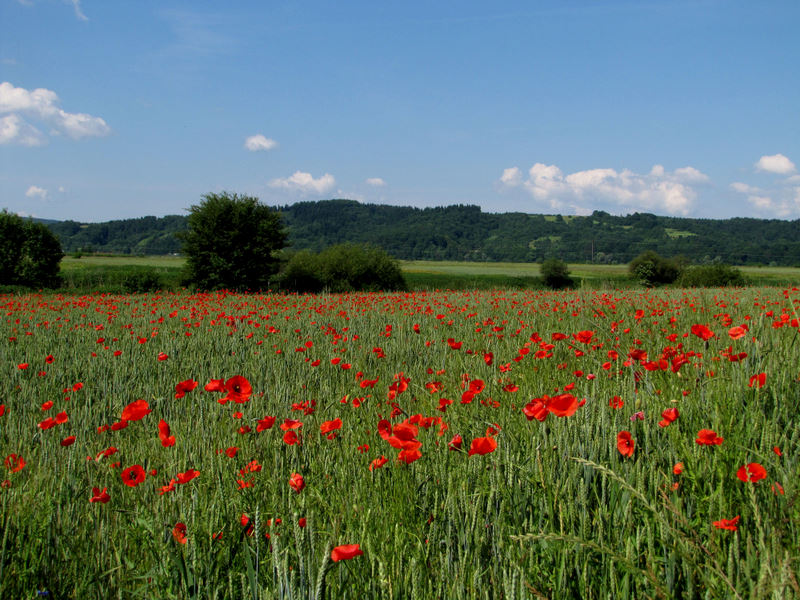 ...gdzieś nad Sanem...