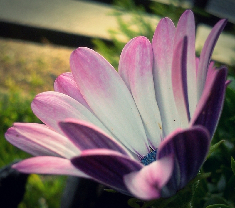 Osteospermum eclonis