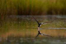 Black Skimmer, Brzytwodziob