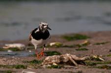 Ruddy Turnstone, Kamusznik