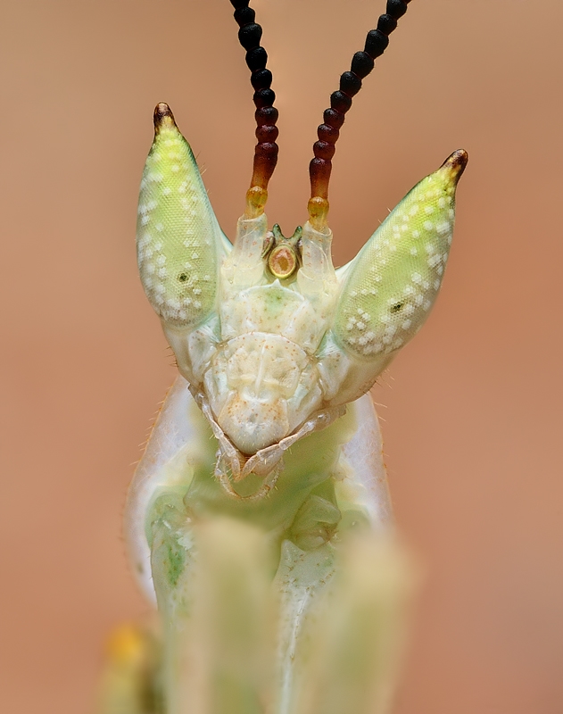 ,Pseudoharpax Virescens.