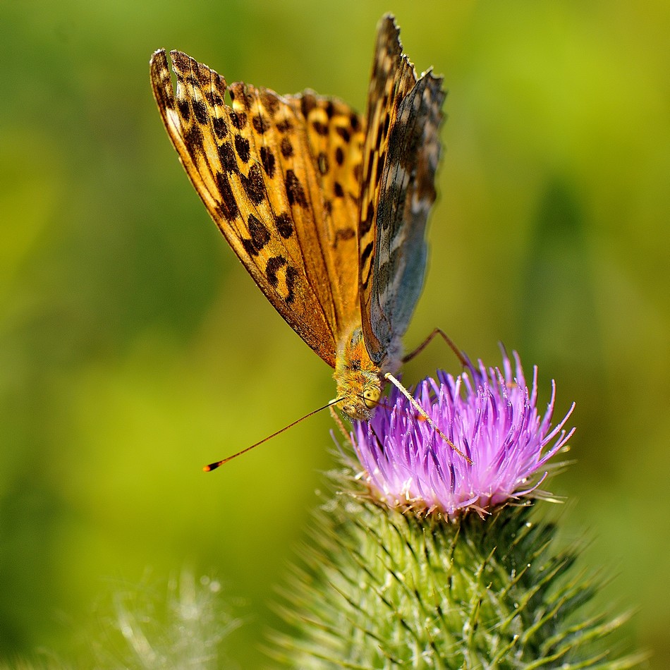 motyl