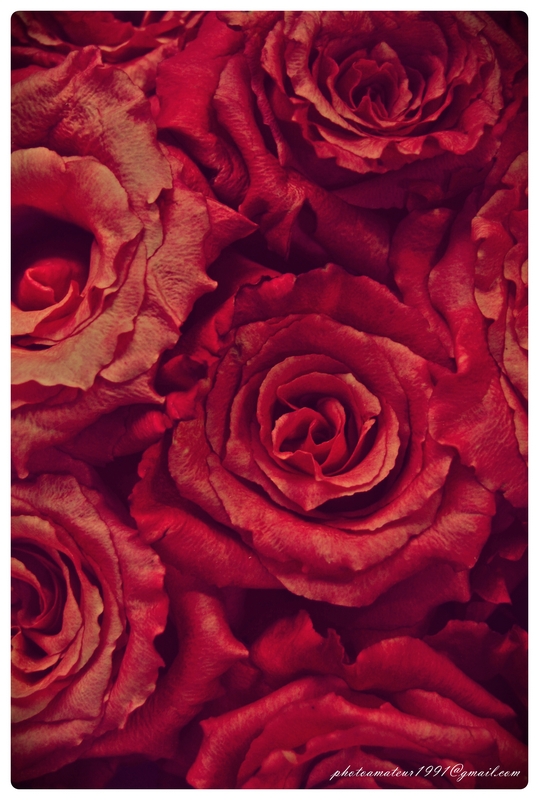 Roses