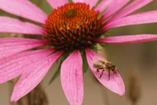 echinacea purpurea